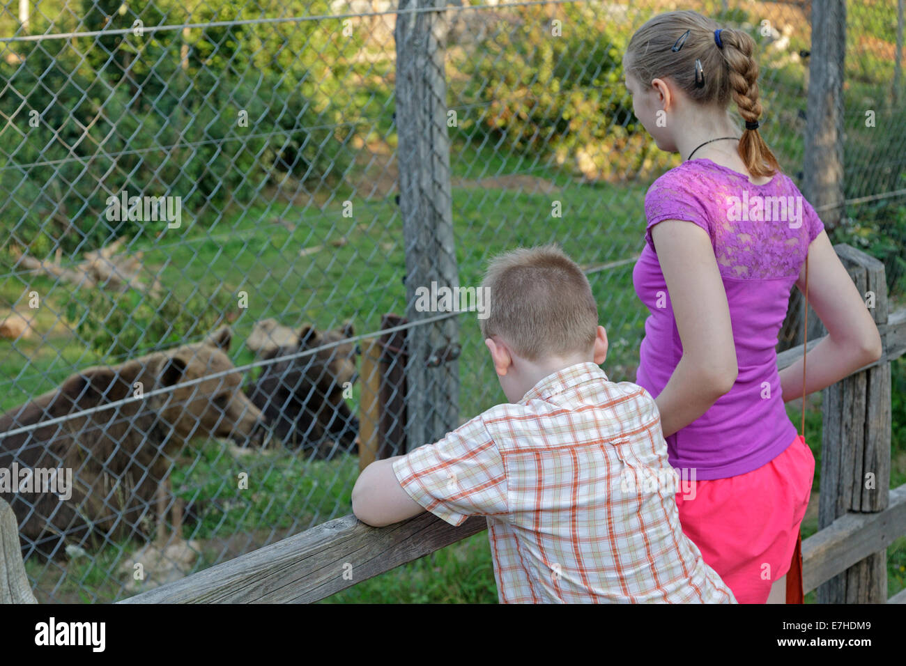 Bärenpark in Kuterovo, Velebit-Gebirge, Kroatien Stockfoto