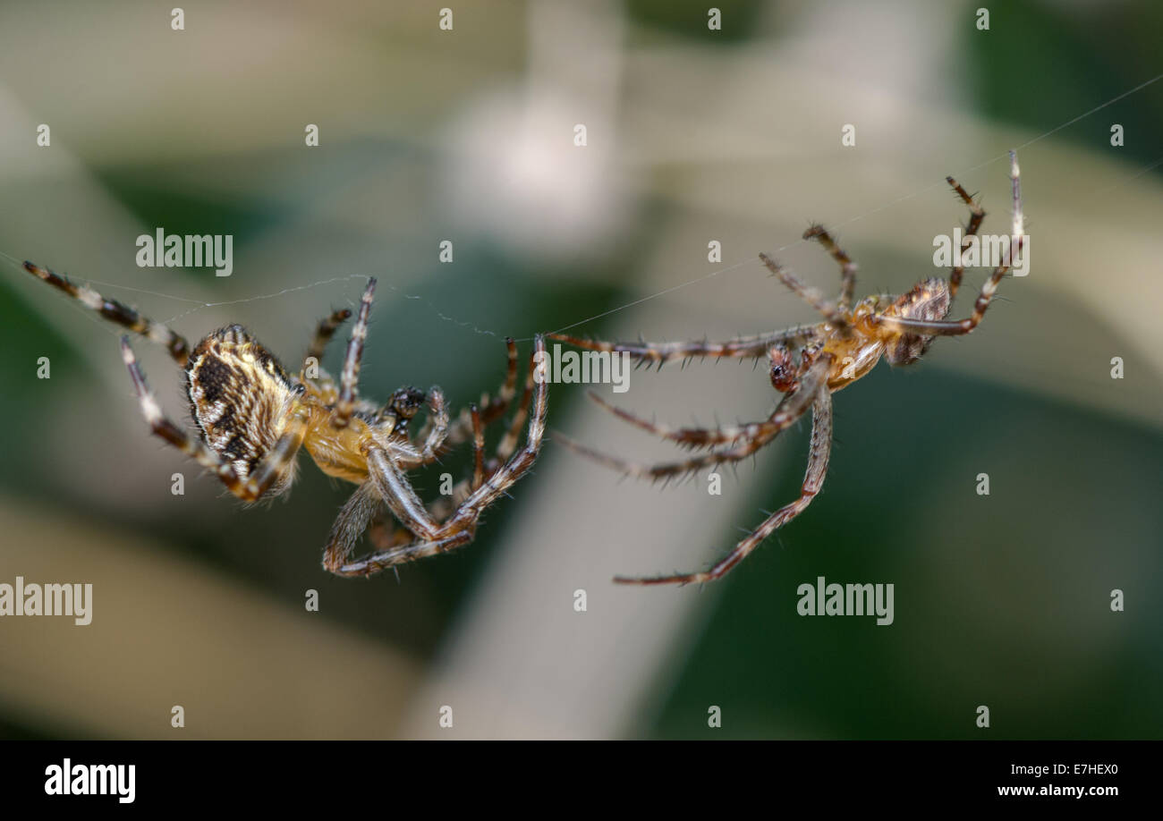 Männliche und weibliche Garten Spinnen Stockfotografie - Alamy