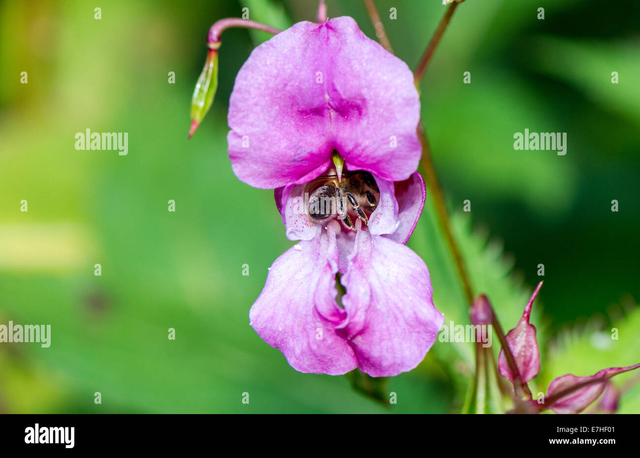 Nahaufnahme des Himalaya Balsam eine gebietsfremde invasiven Pflanzen zu den britischen Inseln wird von einer Biene bestäubt Stockfoto