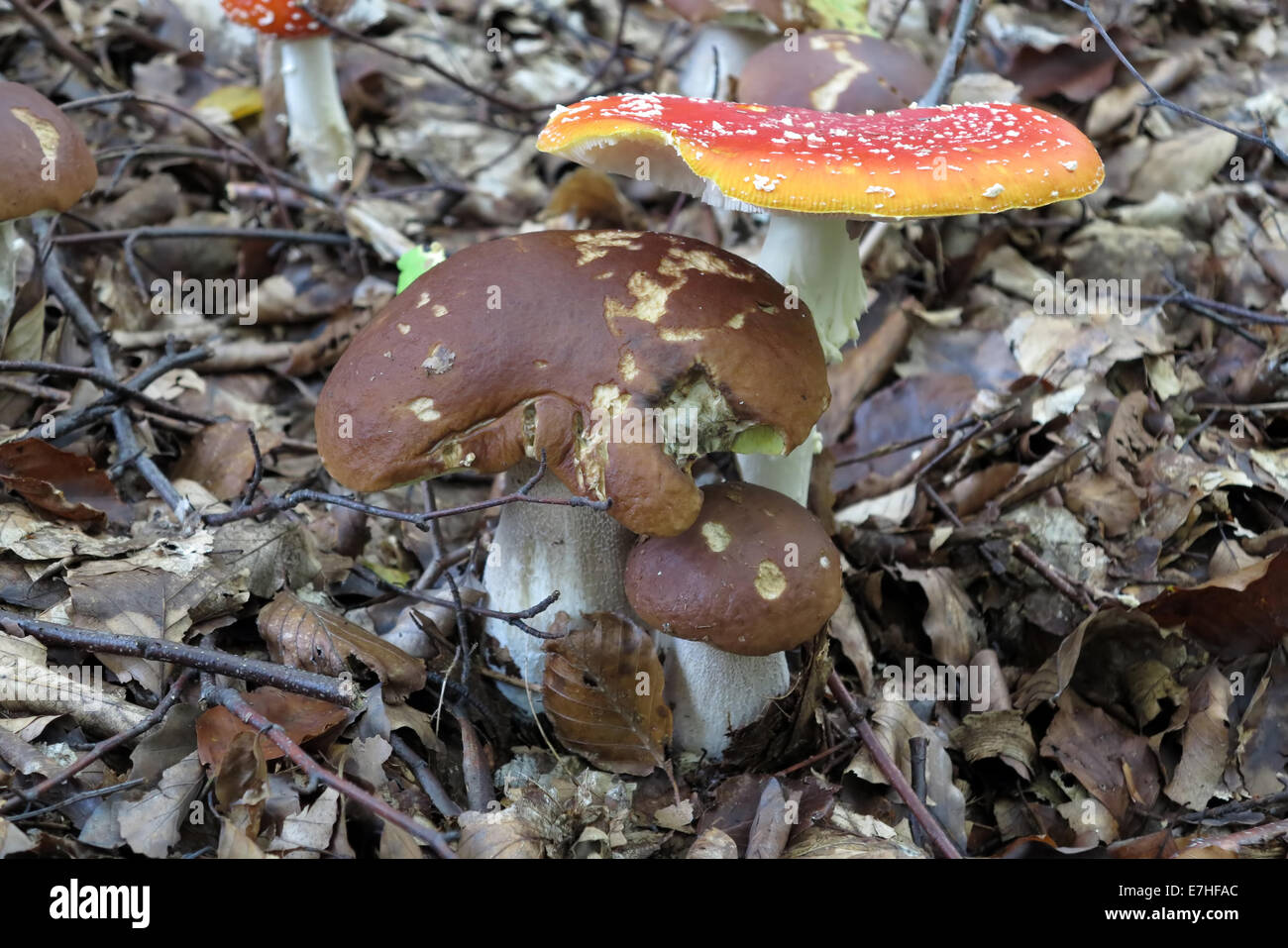Amanita Muscaria und essbar Boletus - essbaren und giftigen Pilze Stockfoto