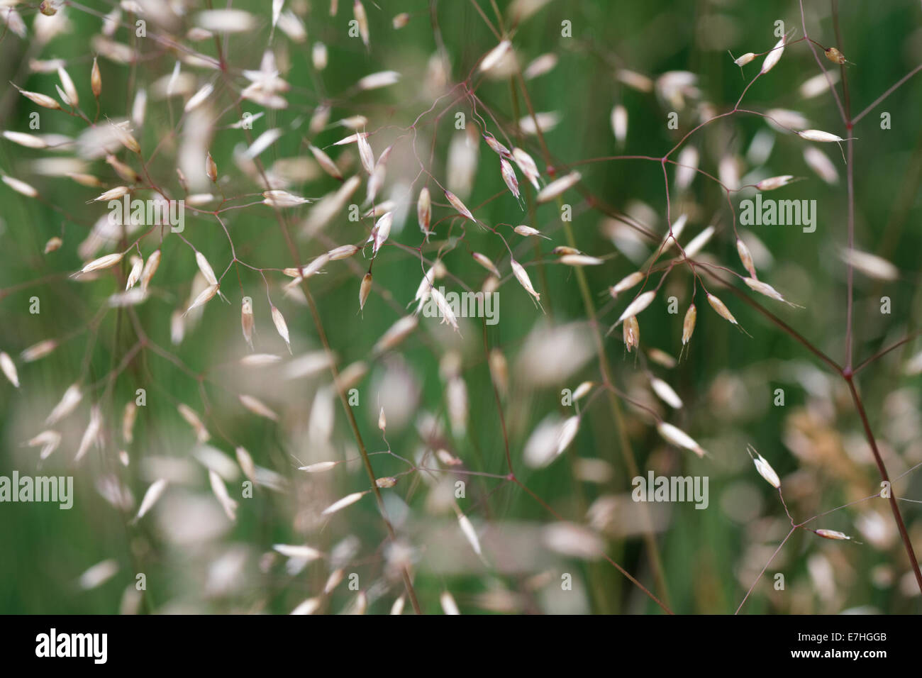 Rasensamen Strapazierfhig Wiesenrispe Samen  1kg Poa Pratensis Fr Satte  Grnflchen | Rasensaat Blumenwiese Samen Mehrjhrig