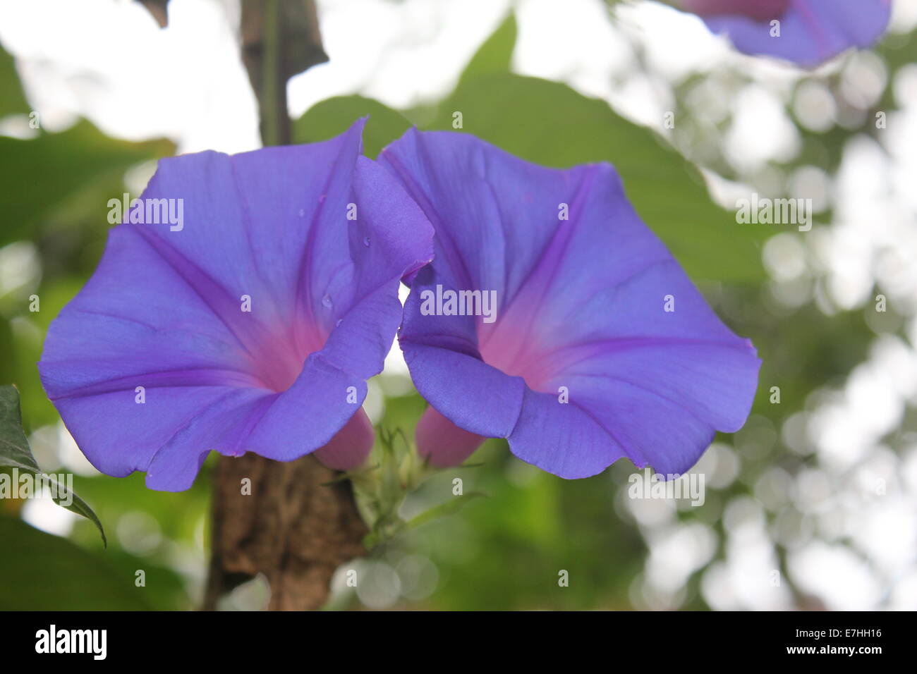 Paar von blau und lila Bell geformte Blumen Stockfoto