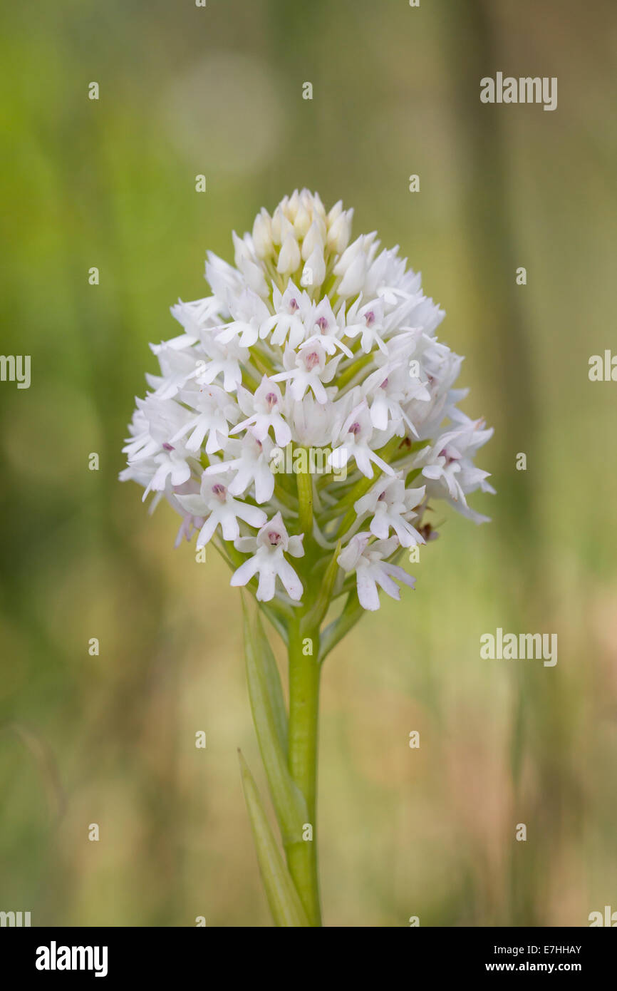 Anacamptis Pyramidalis Pyramiden Orchidee Pyramidenhundswurz
