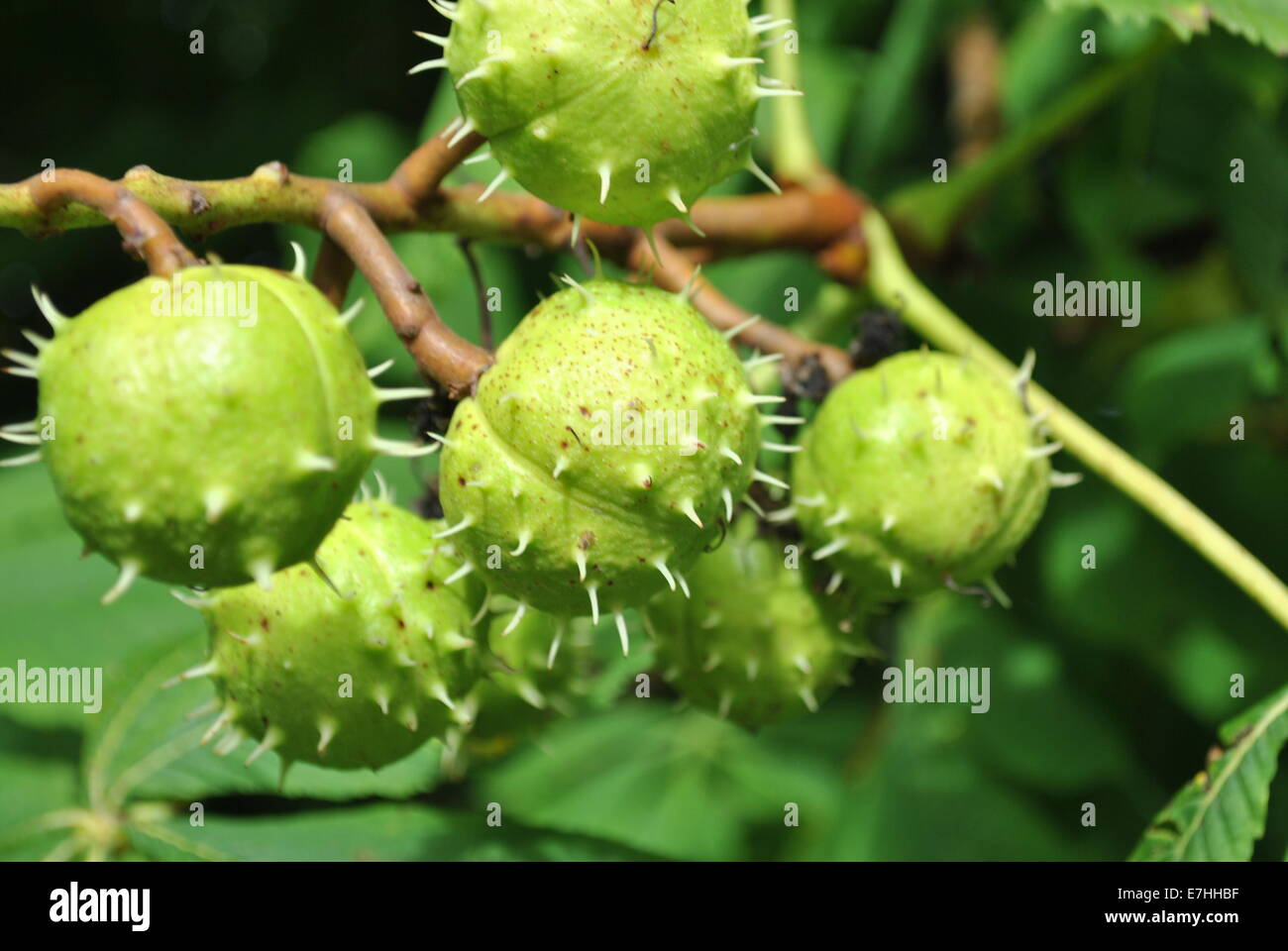 Nahaufnahme von einigen Kastanien auf einem Baum Stockfoto