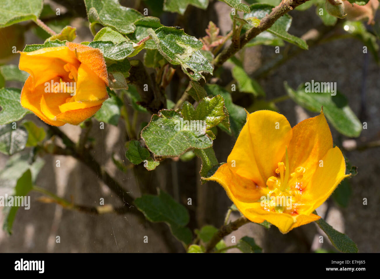 Blüten und Blätter der Fremontodendron 'California Glory' als Wand Strauch gewachsen Stockfoto