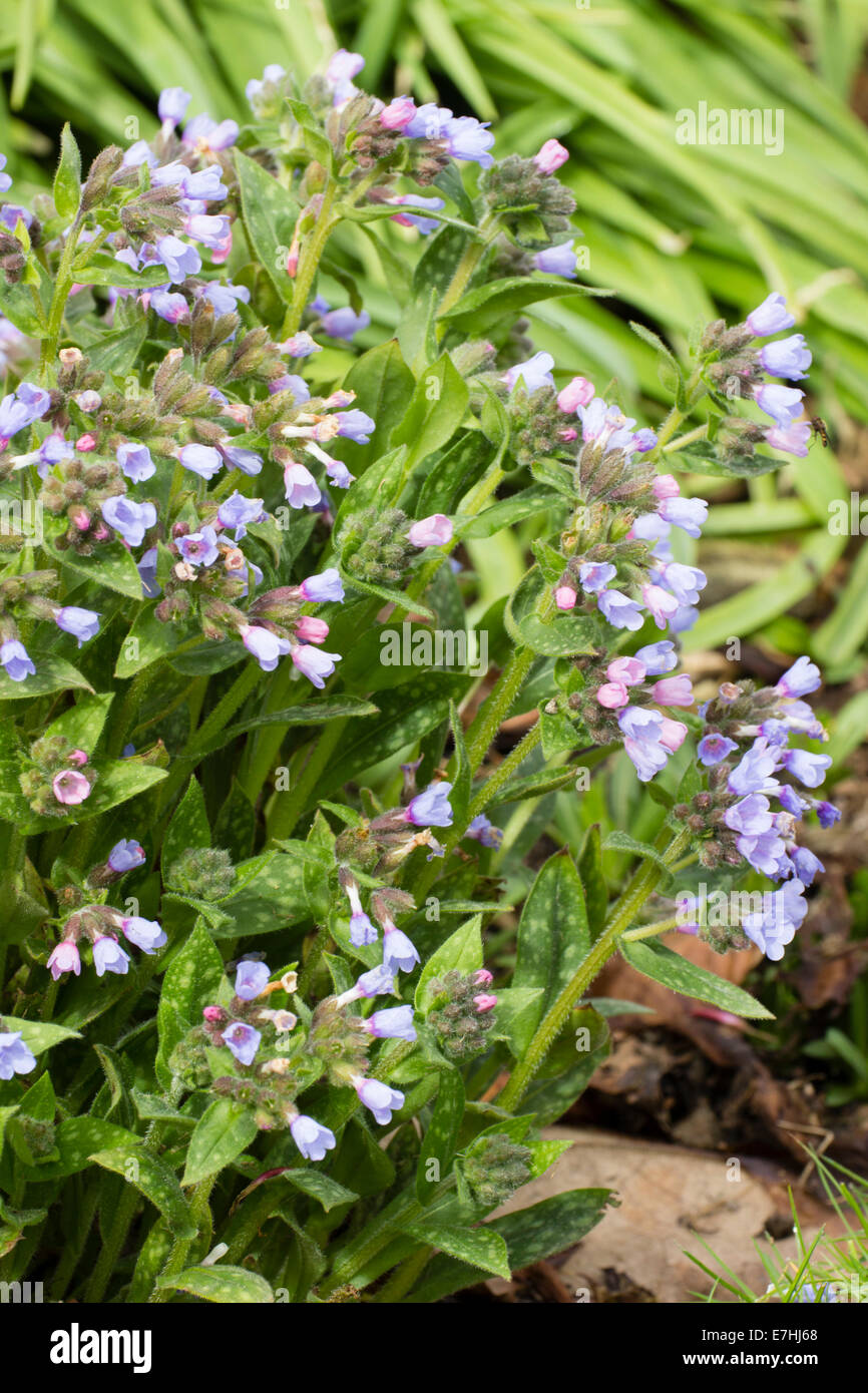 Vorfrühlingsblüher und gefleckte Blätter das Lungenkraut, Pulmonaria Saccharata "Opal" Stockfoto