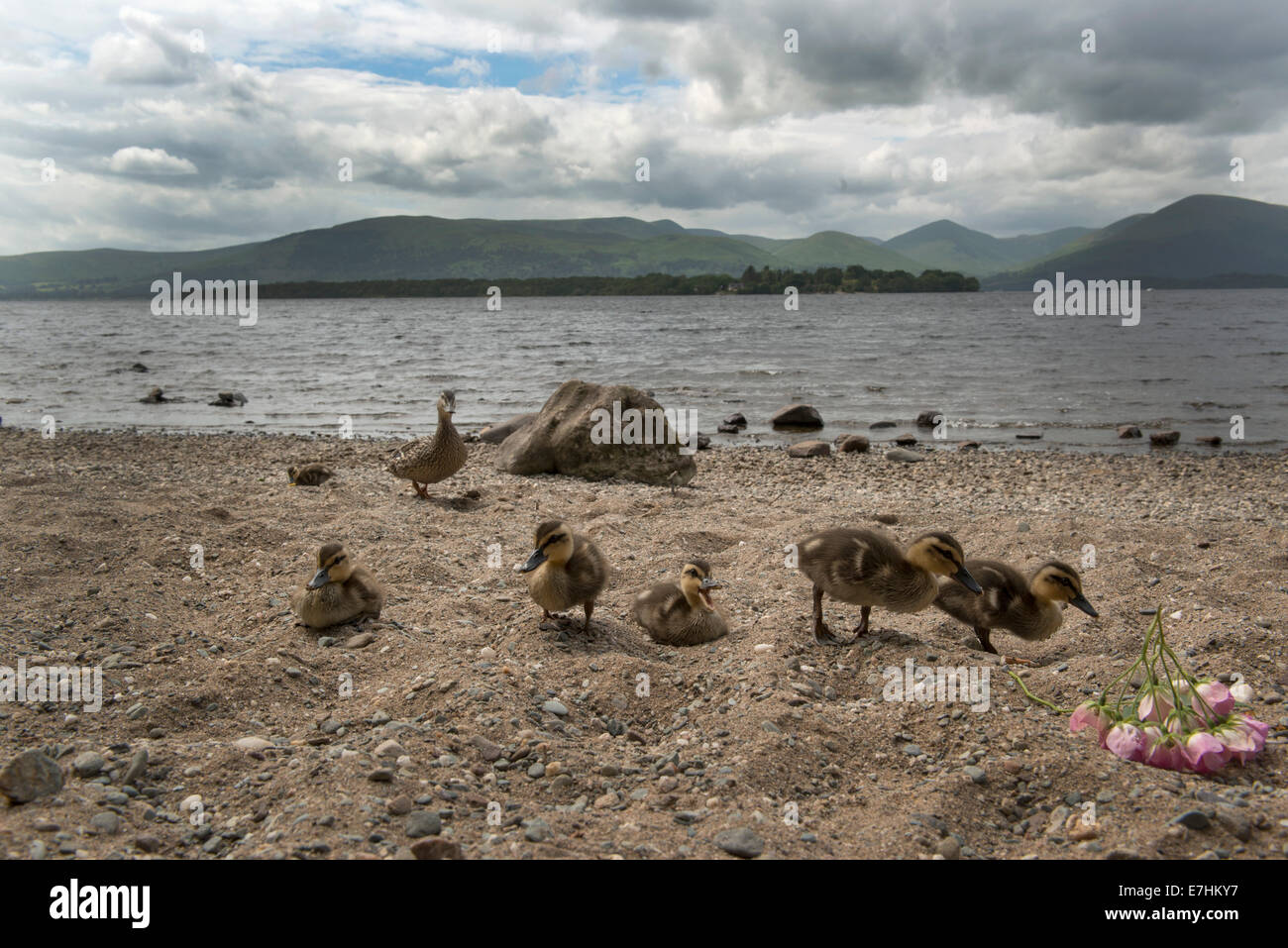 Loch Lomond, schottischen Highlands. Stockfoto
