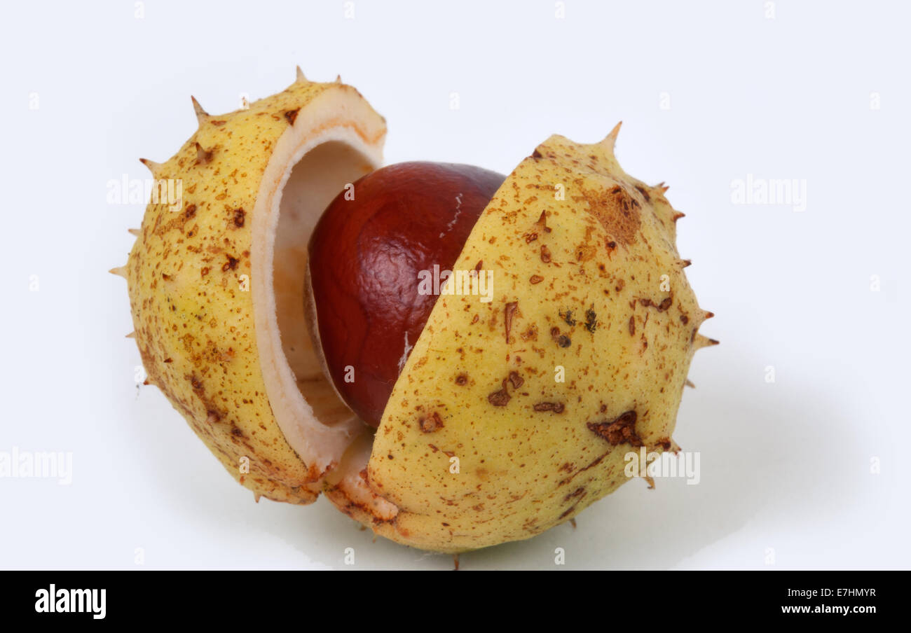 Conker Nuss Rosskastanie Kinder Herbst Spiele spielen Baum Früchte Stockfoto
