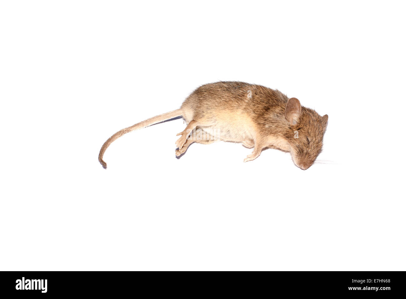 Tote Maus isoliert auf weißem Hintergrund Stockfoto