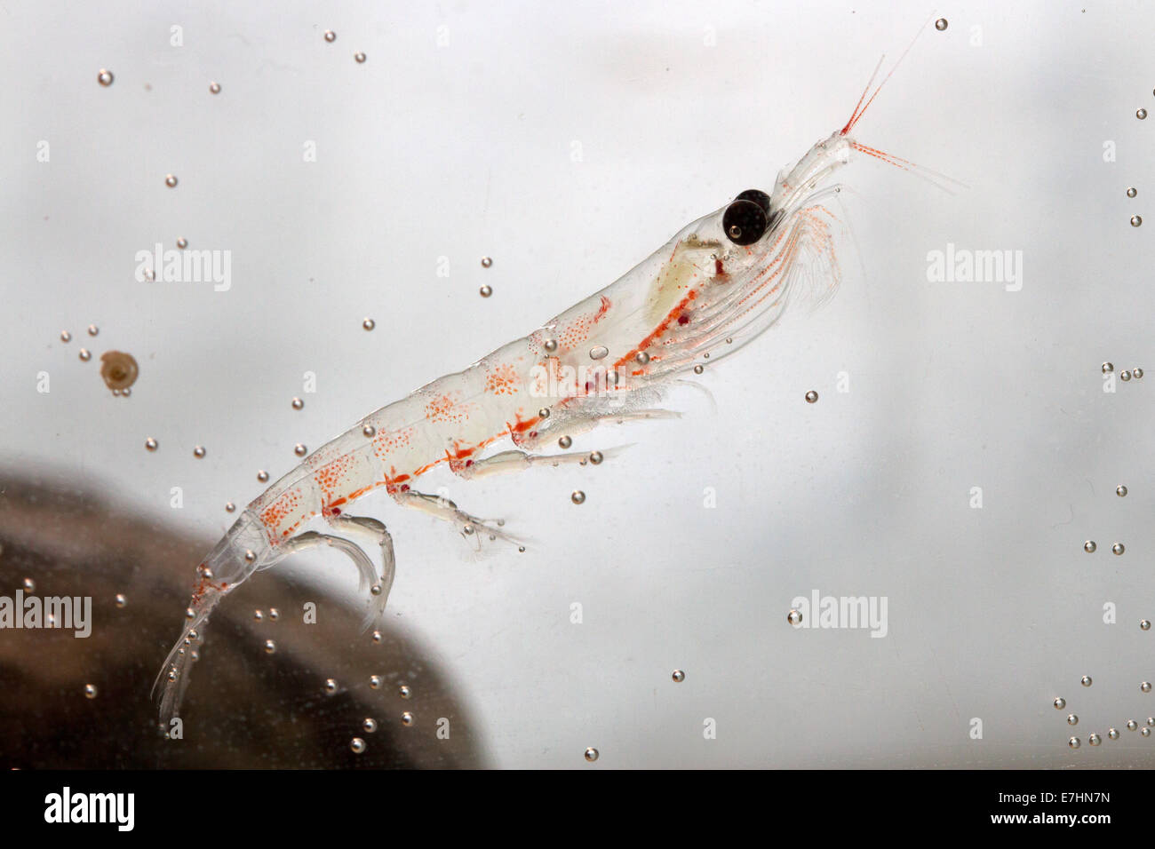 Antarktische Krill in der Nähe der Stein schwimmt im aquarium Stockfoto