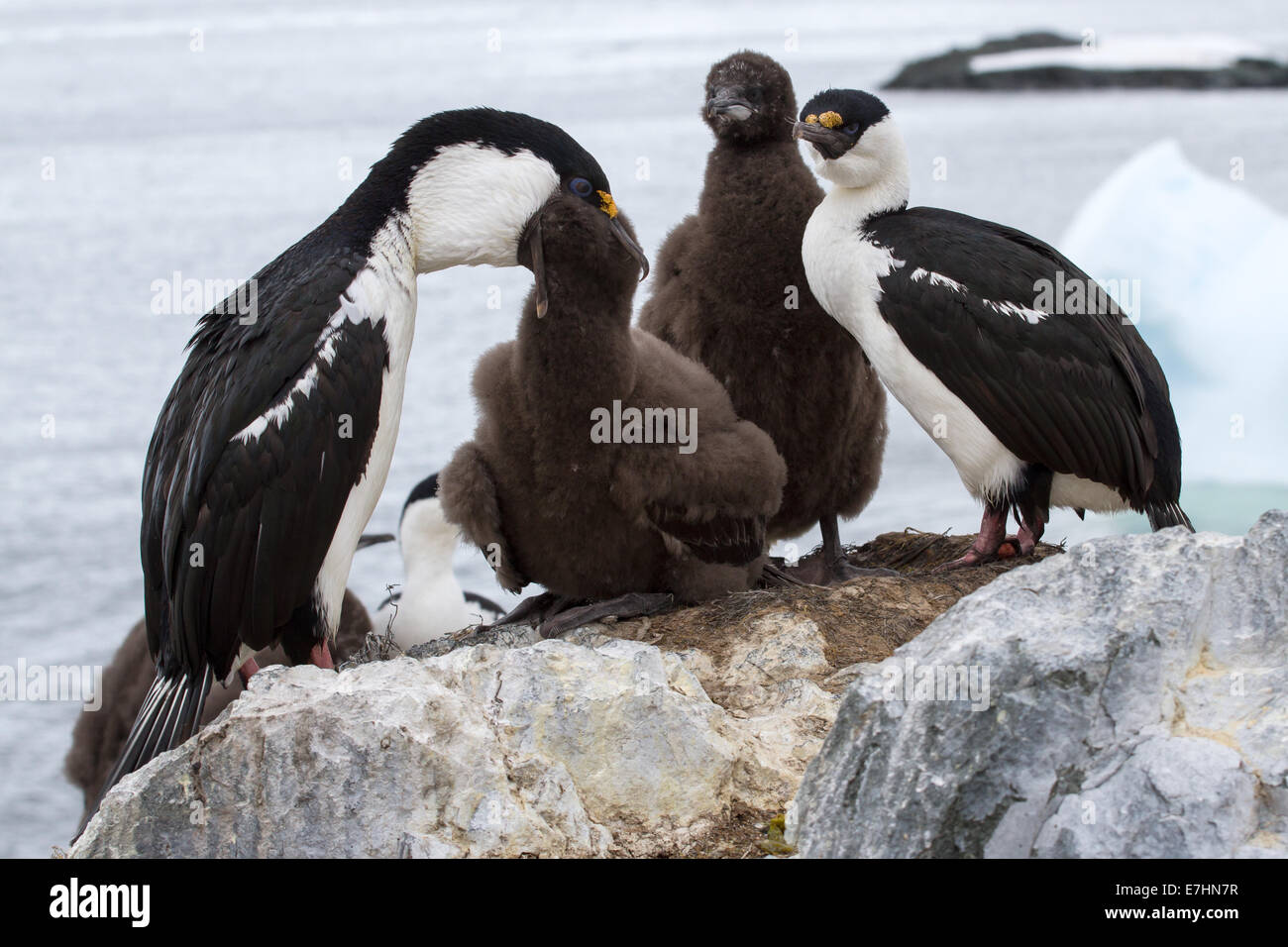 blauäugige Antarktis Kormoran Familie bei der Fütterung Stockfoto