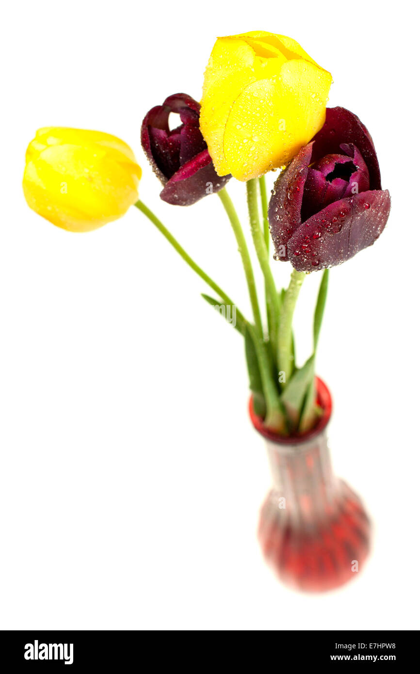 Bunte Tulpen in Vase isoliert auf weißem Hintergrund Stockfoto