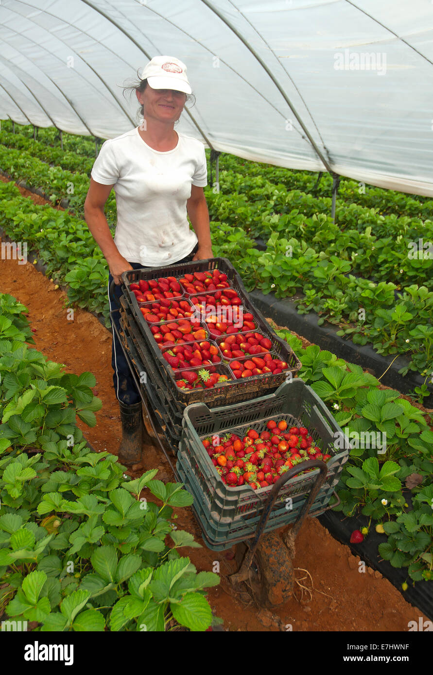 Sammeln von Erdbeeren, La Redondela, Huelva Provinz, Region von Andalusien, Spanien, Europa Stockfoto