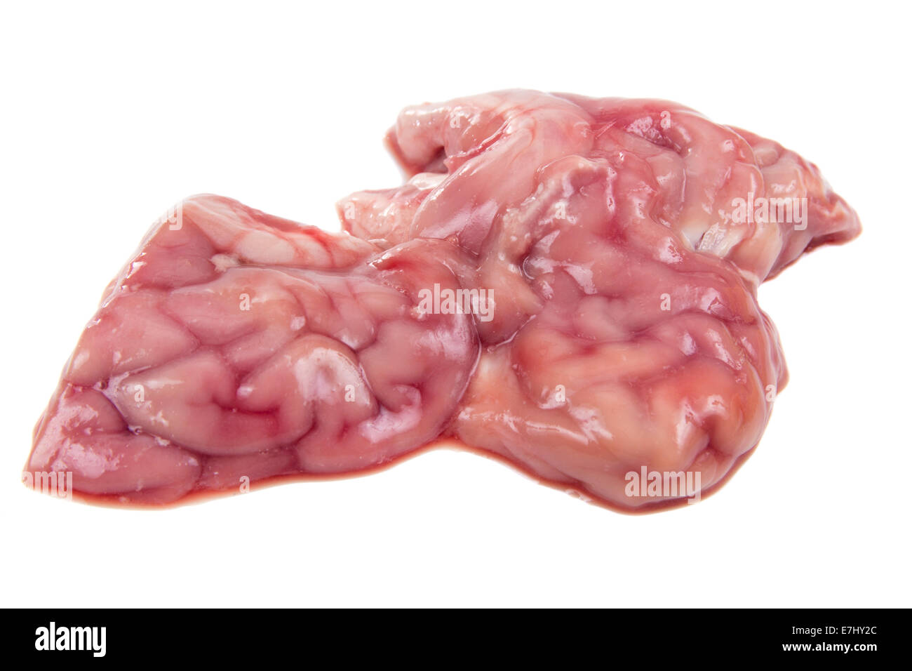 Schweinefleisch-Gehirn isoliert auf weißem Hintergrund Stockfoto