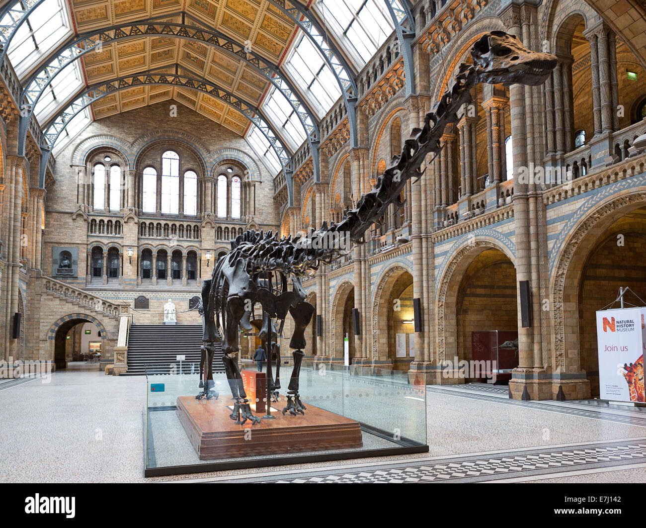 Natural History Museum, London. Stockfoto