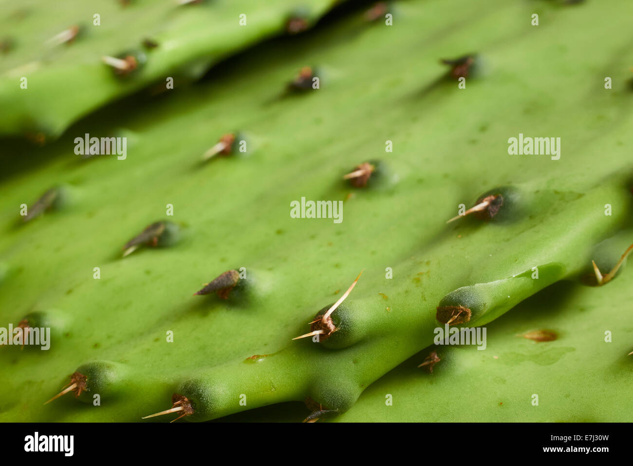 Nopales, Paddel essbarer Kaktus aus Mexiko Stockfoto