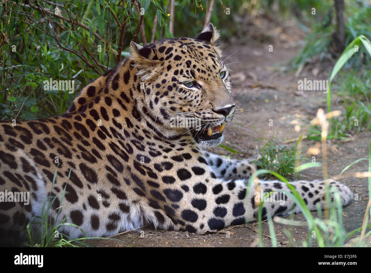 Amur Leoparden ruht. Dies sind einige der seltensten Katzen der Welt. Weniger als 40 bleiben in der wilden, 180 in Zoos weltweit. Stockfoto