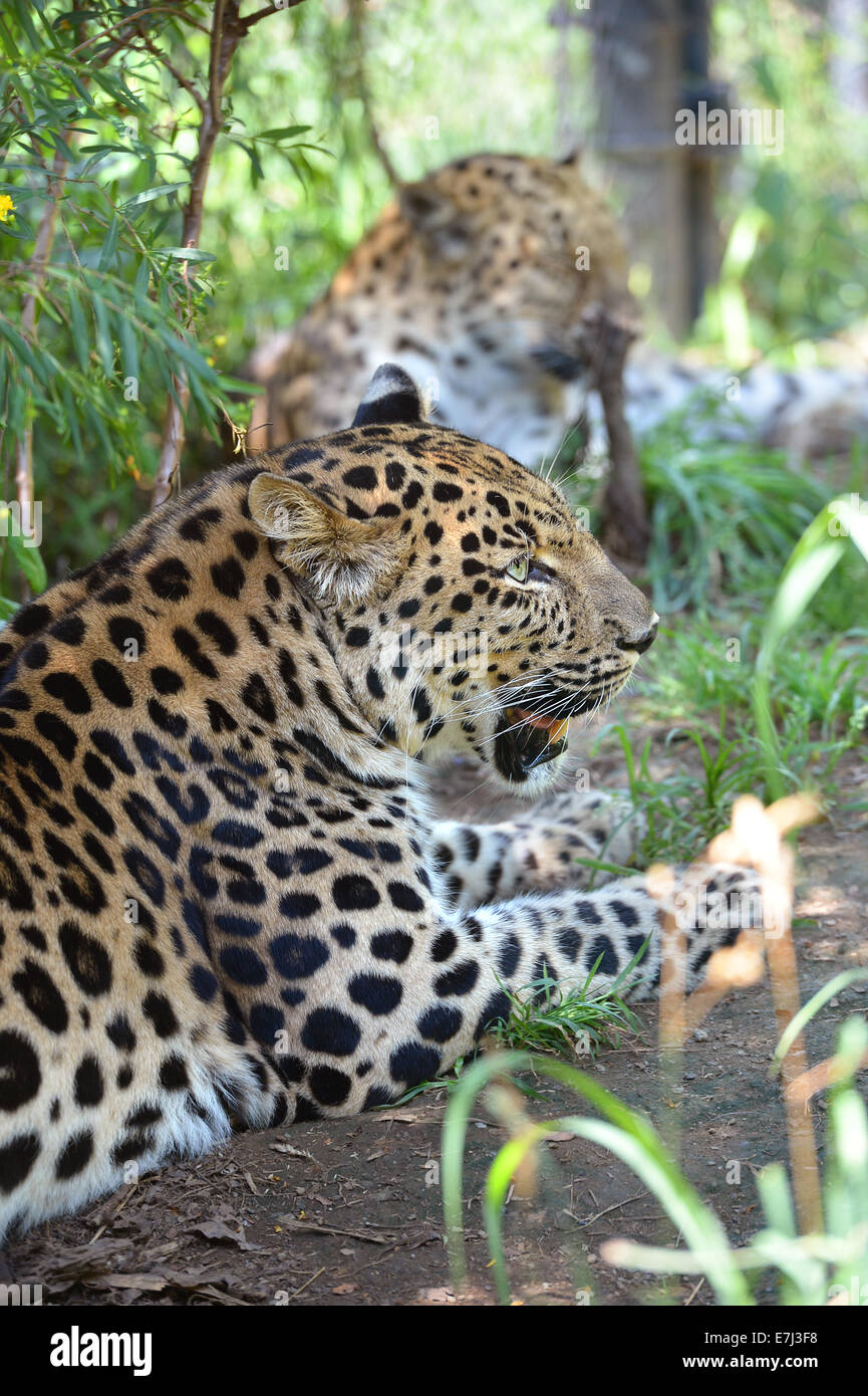 Amur Leoparden ruht. Dies sind einige der seltensten Katzen der Welt. Weniger als 40 bleiben in der wilden, 180 in zoologischen Gärten weltweit Stockfoto