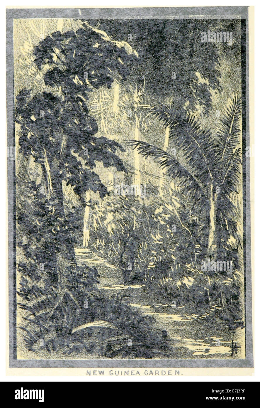 Diese Illustration aus dem Jahr 1886 in *NG* zeigt einen Garten in Neuguinea, der die üppige, tropische Flora und die Vielfalt der Pflanzenwelt in der Region hervorhebt. Stockfoto