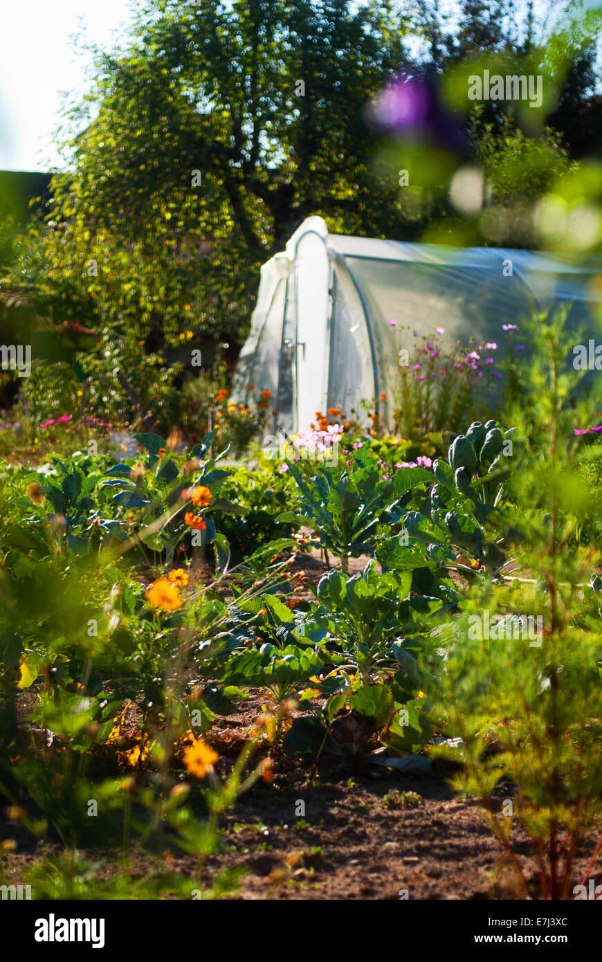 Gelben Blüten und Folientunnel in einem französischen Garten Stockfoto