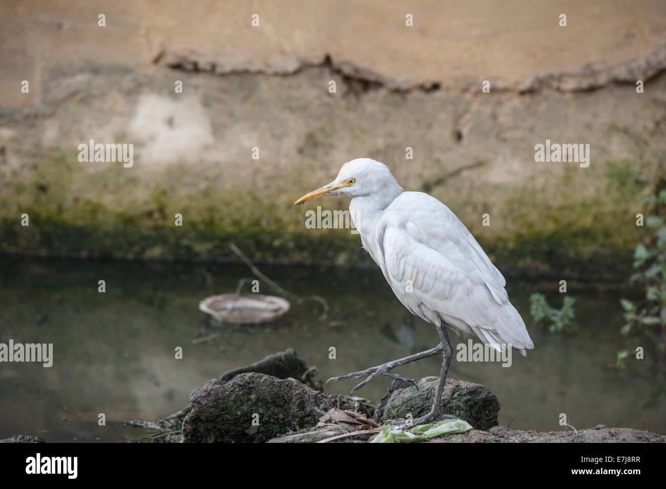 Fortgeschrittene Egret (Mesophoyx Intermedia), Ardeidae, Allahabad, Indien Stockfoto