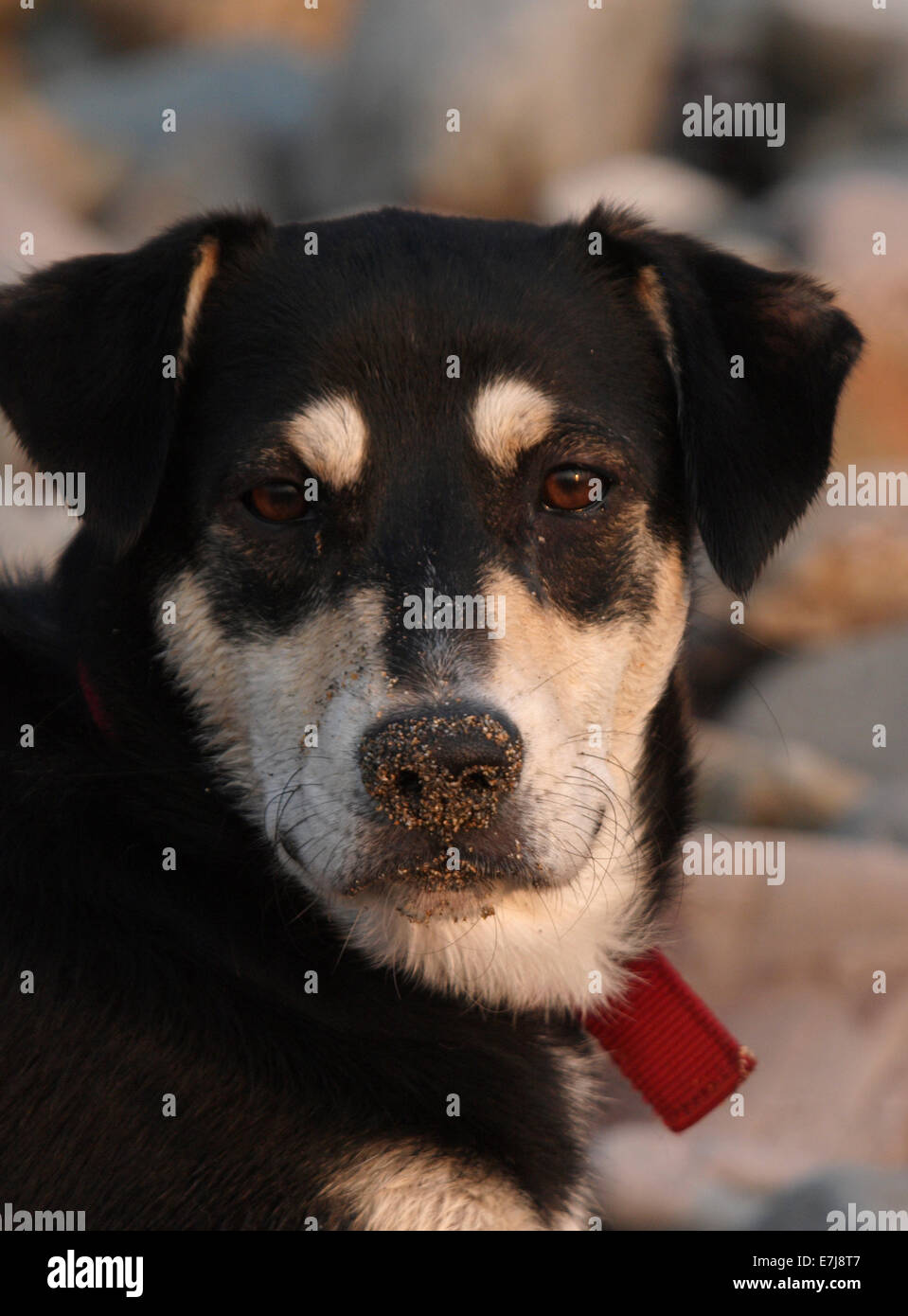 Hund mit Sand auf seine Nase, UK Stockfoto