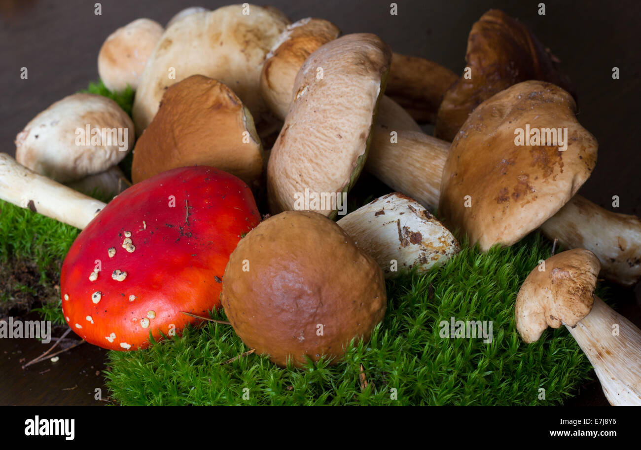 Amanita Muscaria, poison Pilz in einem Haufen von essbaren Pilze (Steinpilze) auf Moos Stockfoto