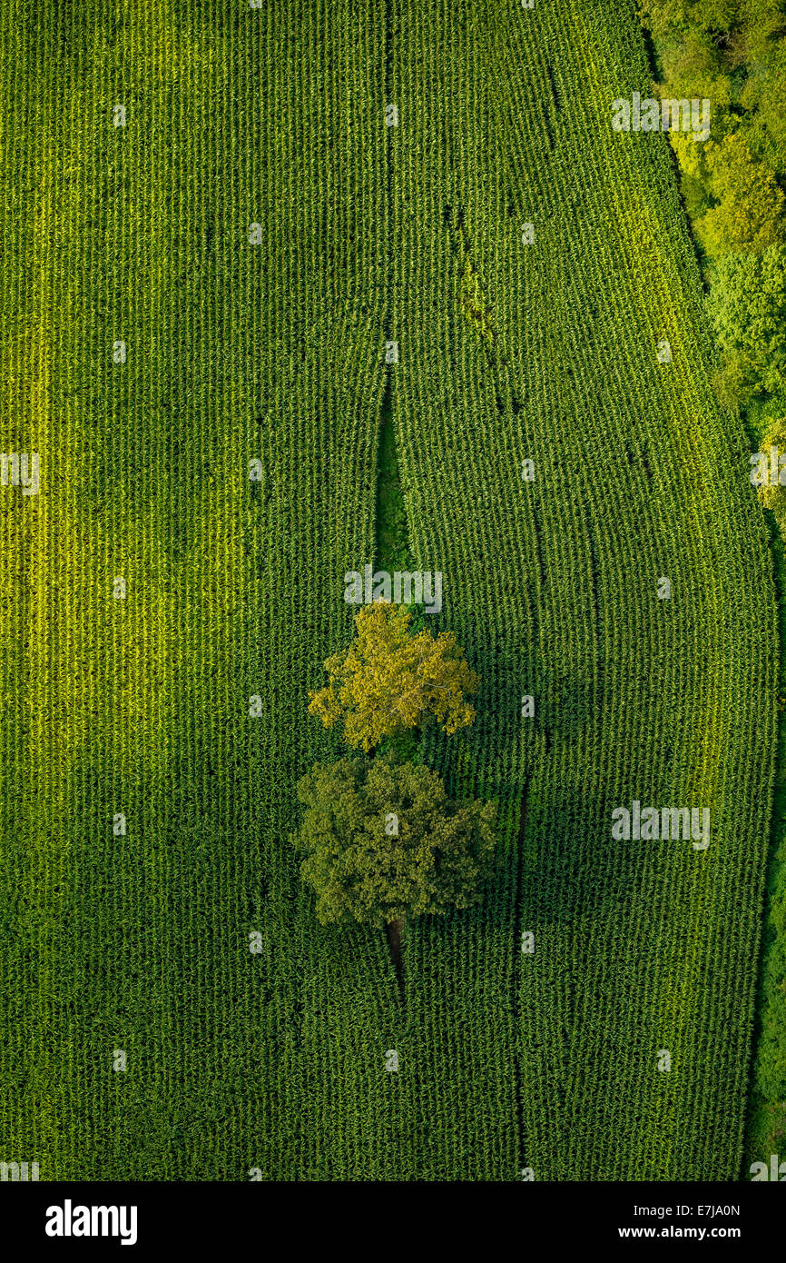 Luftaufnahme, Büschen auf einer grünen Wiese, Hamm, Ruhrgebiet, Nordrhein-Westfalen, Deutschland Stockfoto