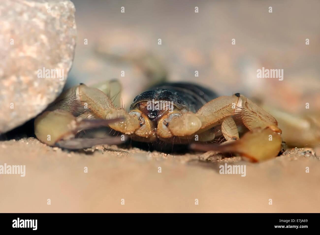 Riesige behaarte Skorpion oder Arizona Wüste behaarte Skorpion (Hadrurus Arizonensis), in südwestlichen Nordamerika, gefangen Stockfoto