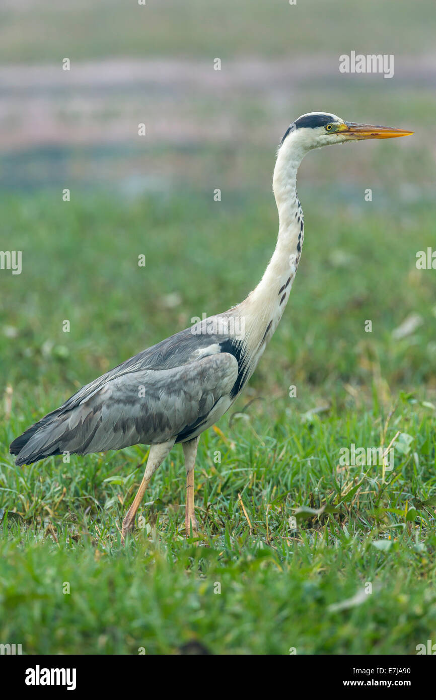 Graue Reiher (Ardea Cinerea), Keoladeo National Park, Rajasthan, Indien Stockfoto