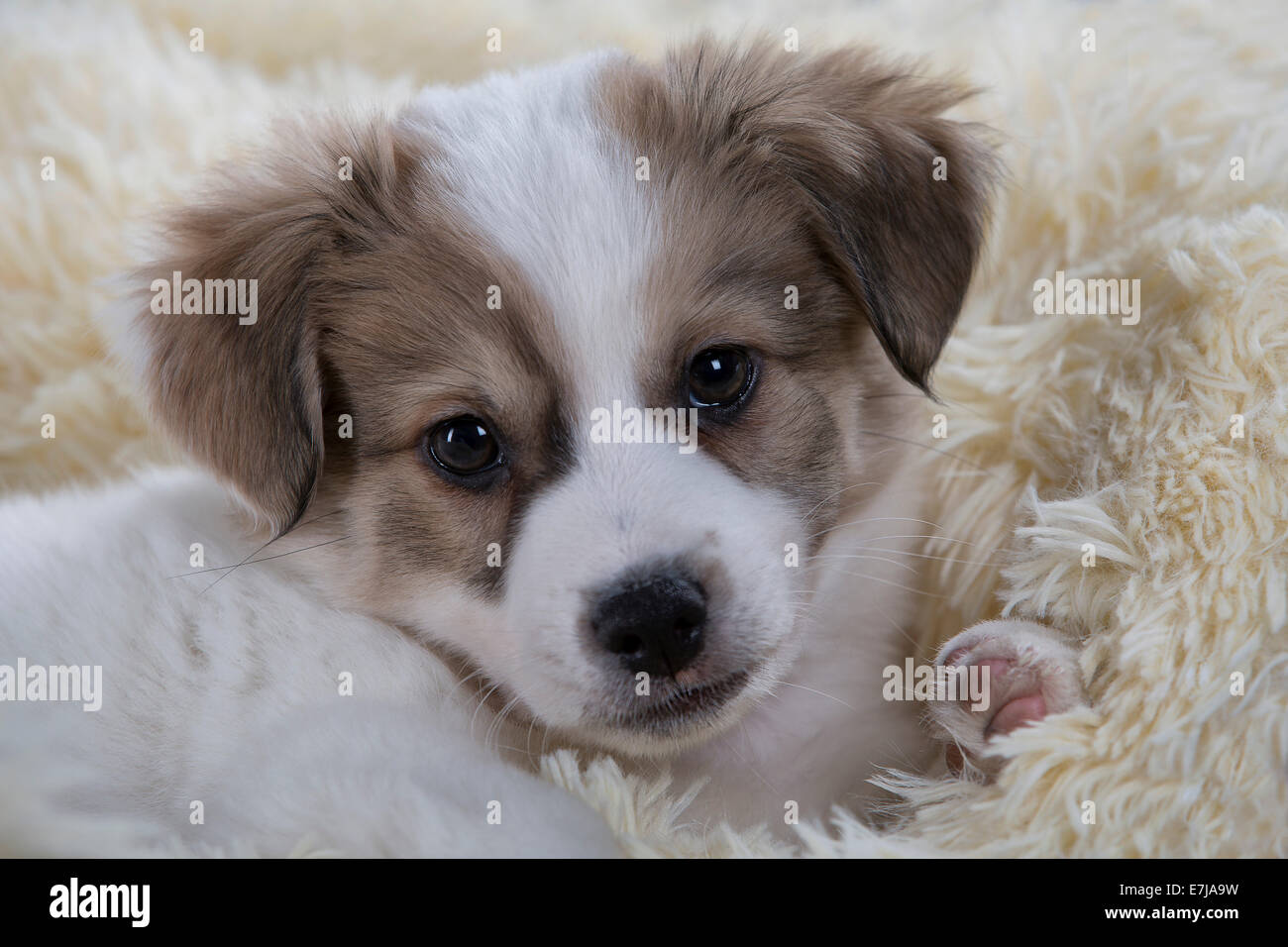 Jack Russell Terrier Mix Welpen Stockfotografie - Alamy