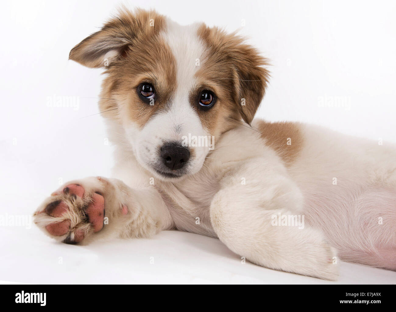 Jack Russell Terrier Mix Welpen Stockfoto