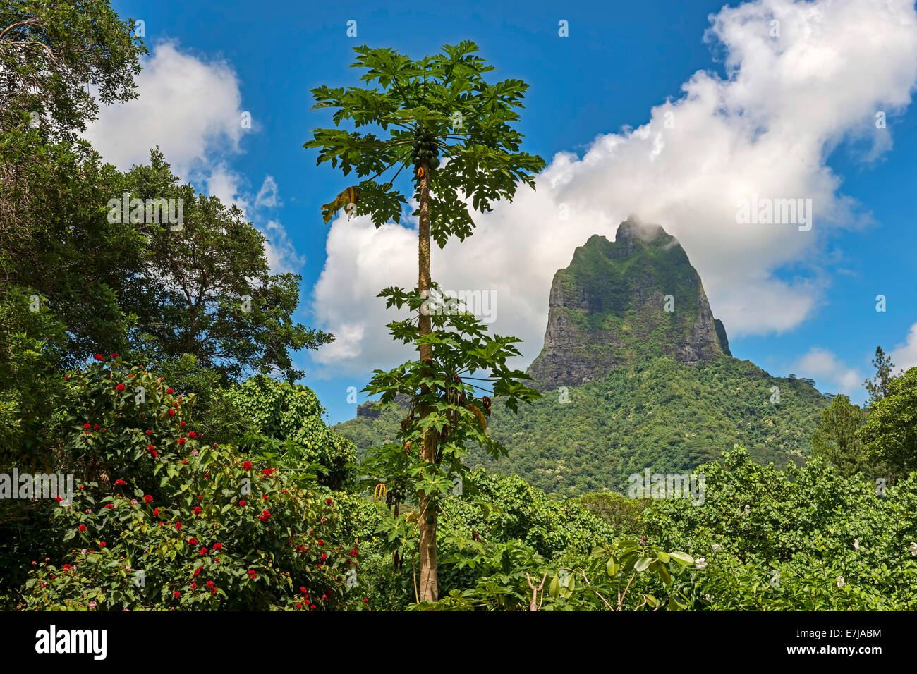 Üppige Vegetation mit Blumen und Papayas vor dem Vulkan Mont Tohiea, Mo'orea, Französisch-Polynesien Stockfoto