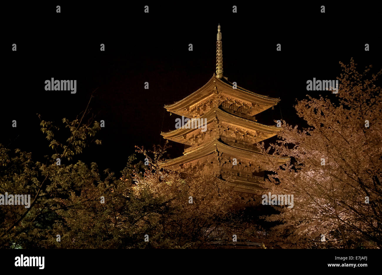 To-Ji Tempel in der Nacht, Kirschblüte, Baum, Menschen, Tourismus, Kunst, Reisen in Kyoto, Japan, Asien Stockfoto