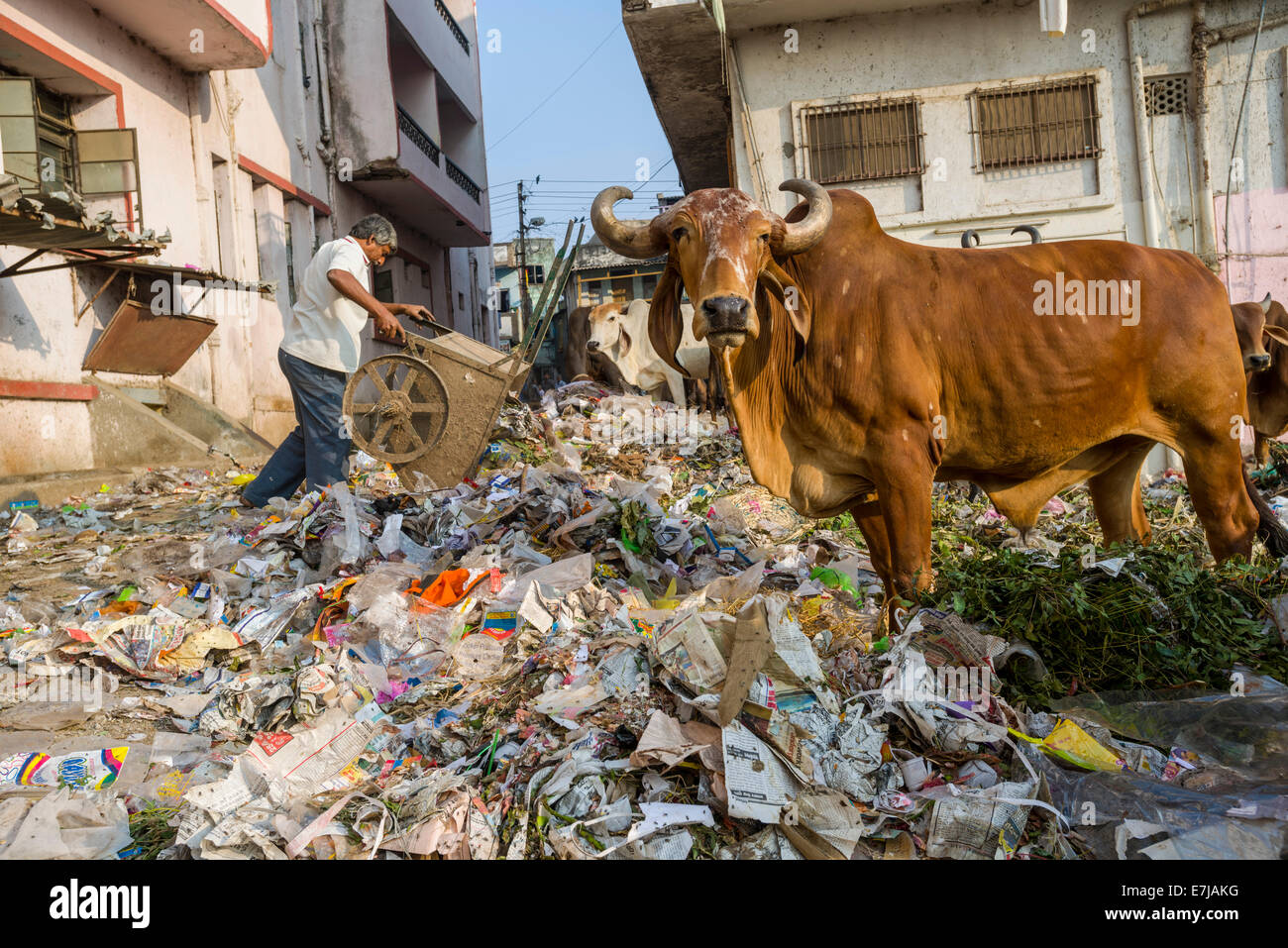 Rinder, die Nahrungssuche in einen Haufen Müll, Bhavnagar, Gujarat, Indien Stockfoto