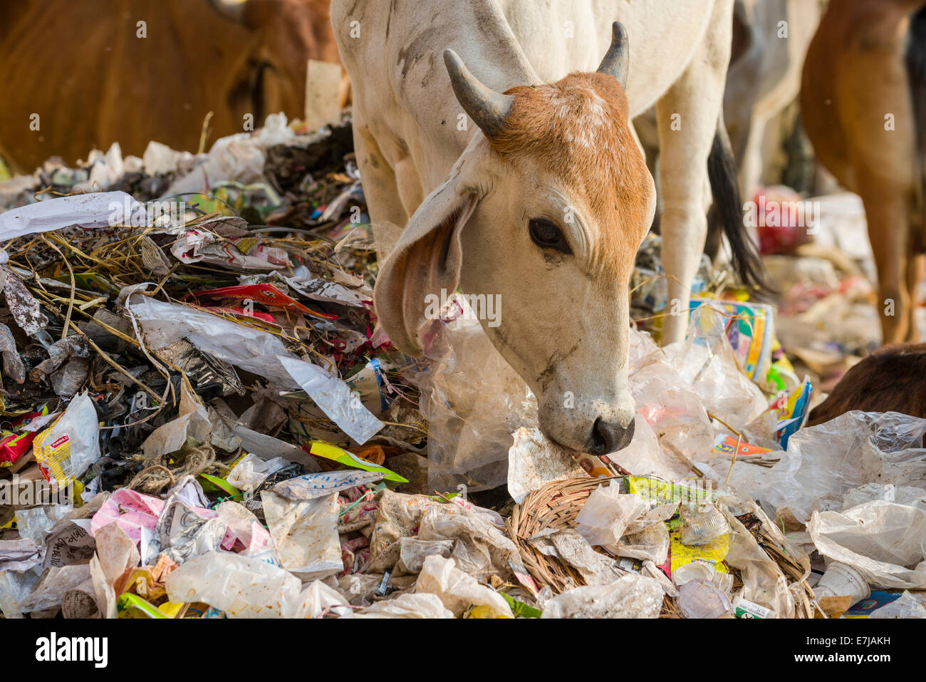 Rinder, die Nahrungssuche in einen Haufen Müll, Bhavnagar, Gujarat, Indien Stockfoto