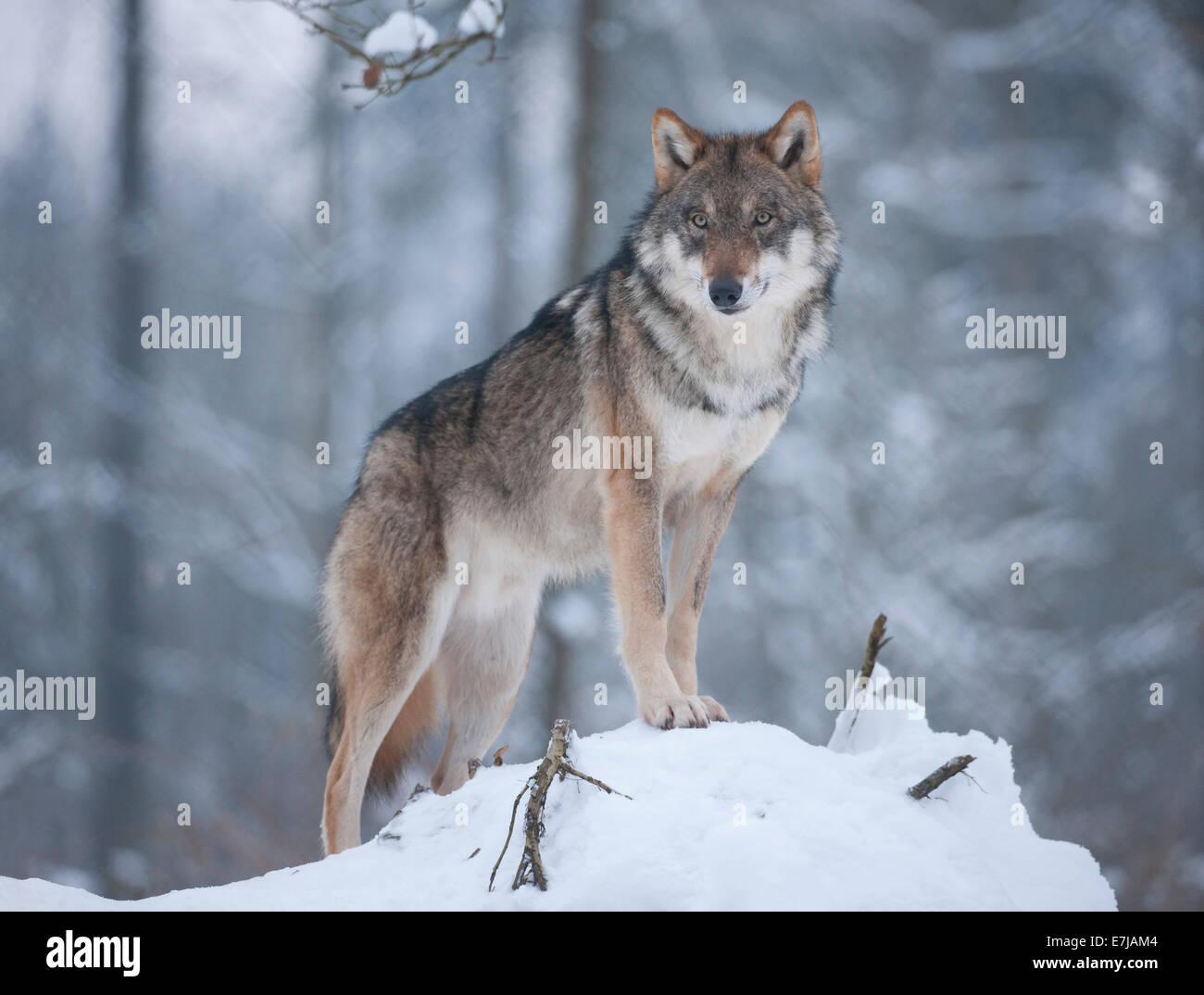 Graue Wolf (Canis Lupus) stehen im Schnee, Gefangenschaft, Bayern, Deutschland Stockfoto