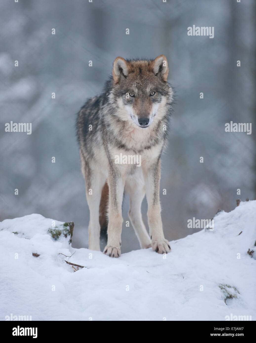 Junge graue Wolf (Canis Lupus) stehen im Schnee, Gefangenschaft, Bayern, Deutschland Stockfoto