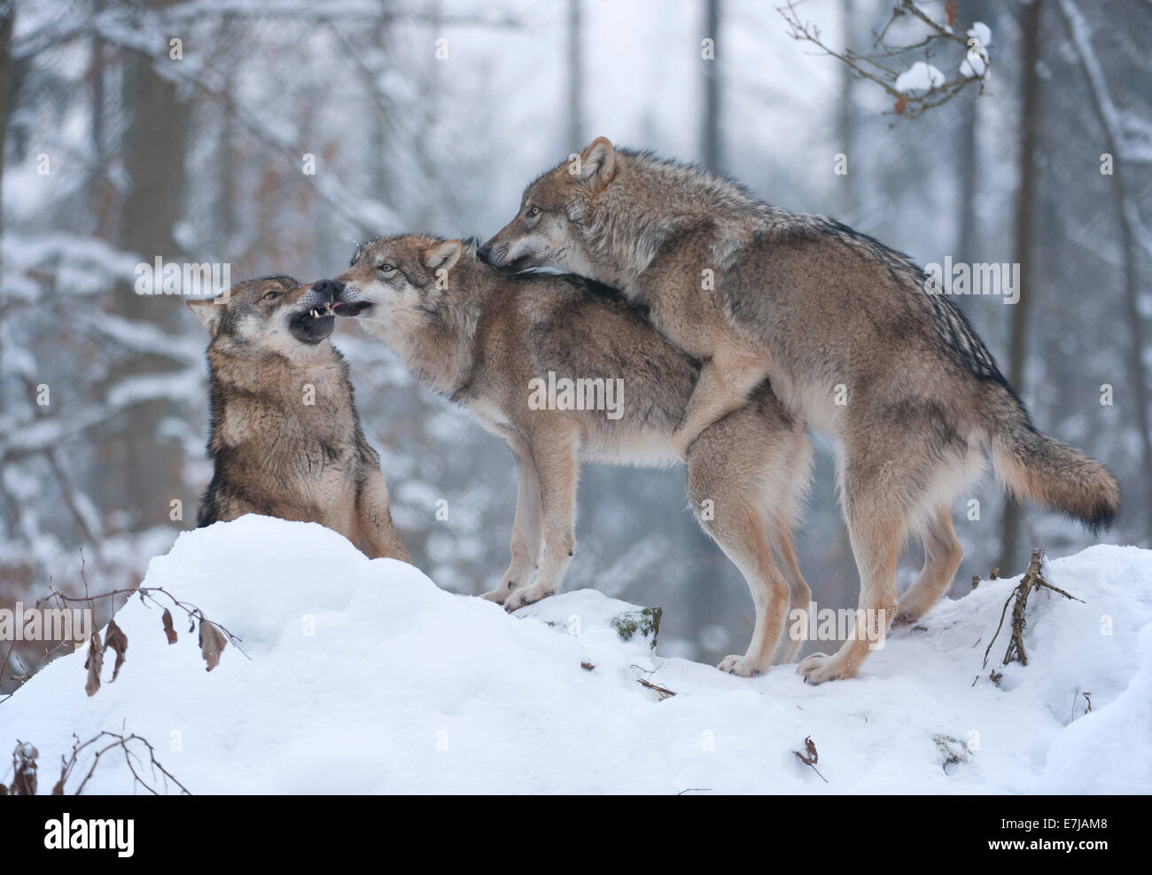 Graue Wölfe (Canis Lupus), Jugendliche spielen im Schnee, Gefangenschaft, Bayern, Deutschland Stockfoto