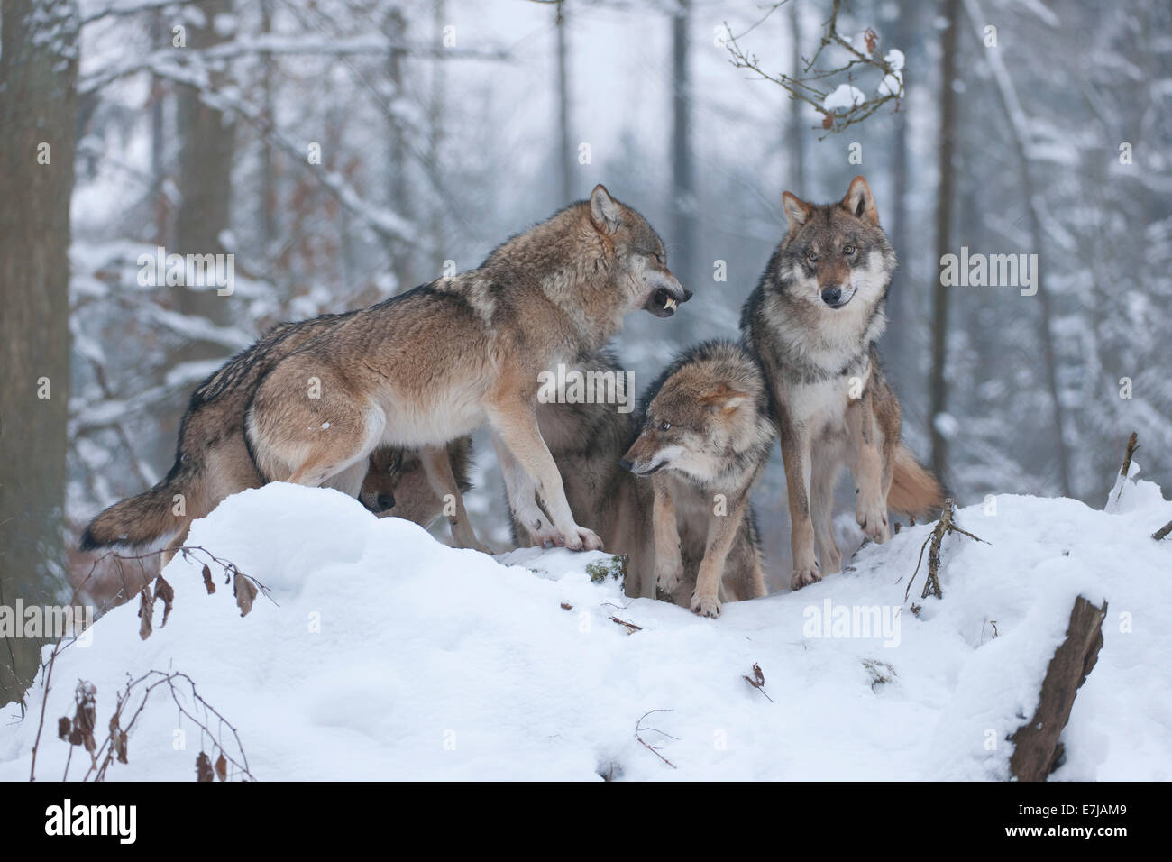 Graue Wölfe (Canis Lupus), ranking Verhalten von Jugendlichen im Schnee, in Gefangenschaft, Bayern, Deutschland Stockfoto