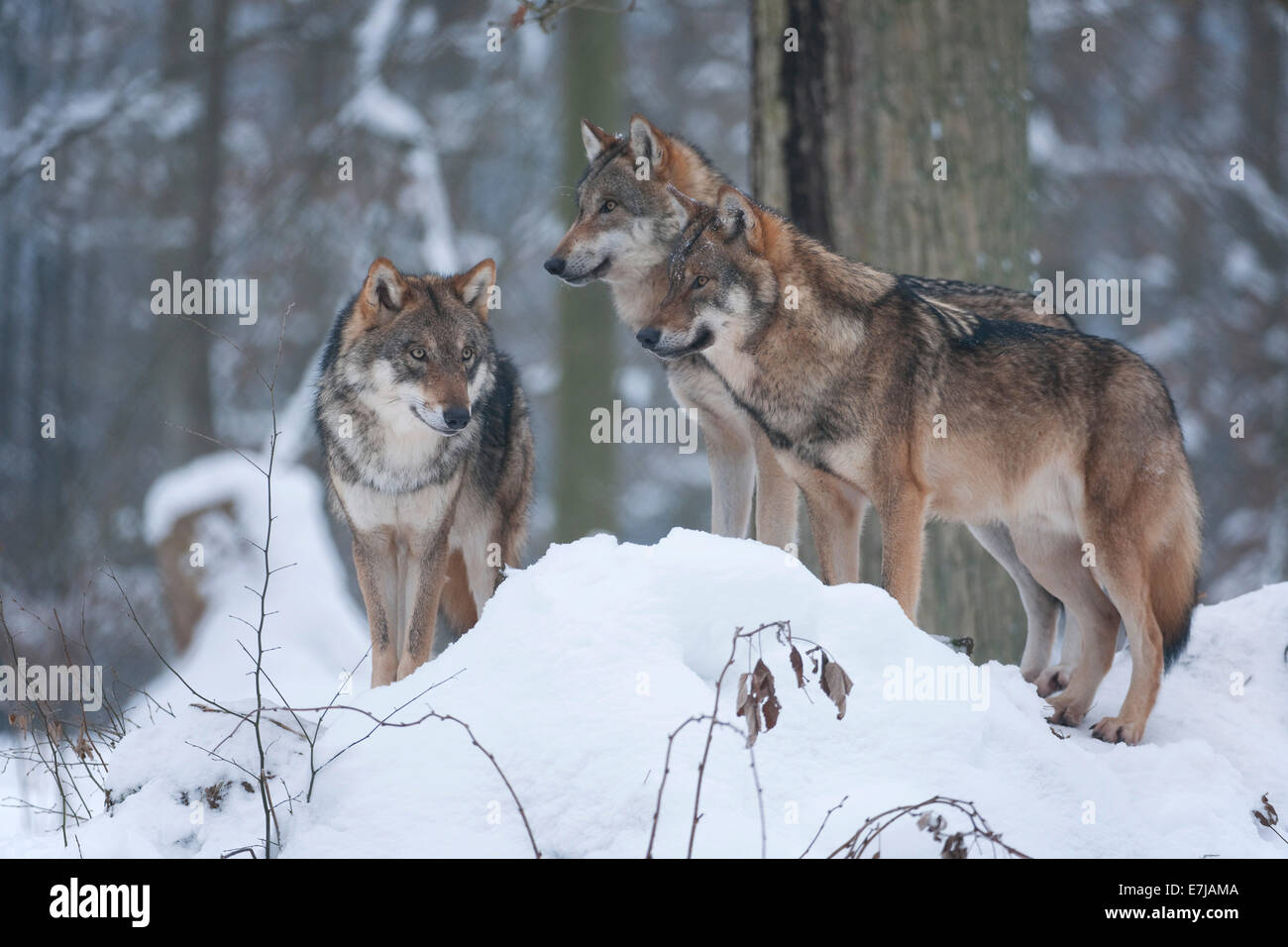 Graue Wölfe (Canis Lupus), Jugendliche stehen im Schnee, Gefangenschaft, Bayern, Deutschland Stockfoto