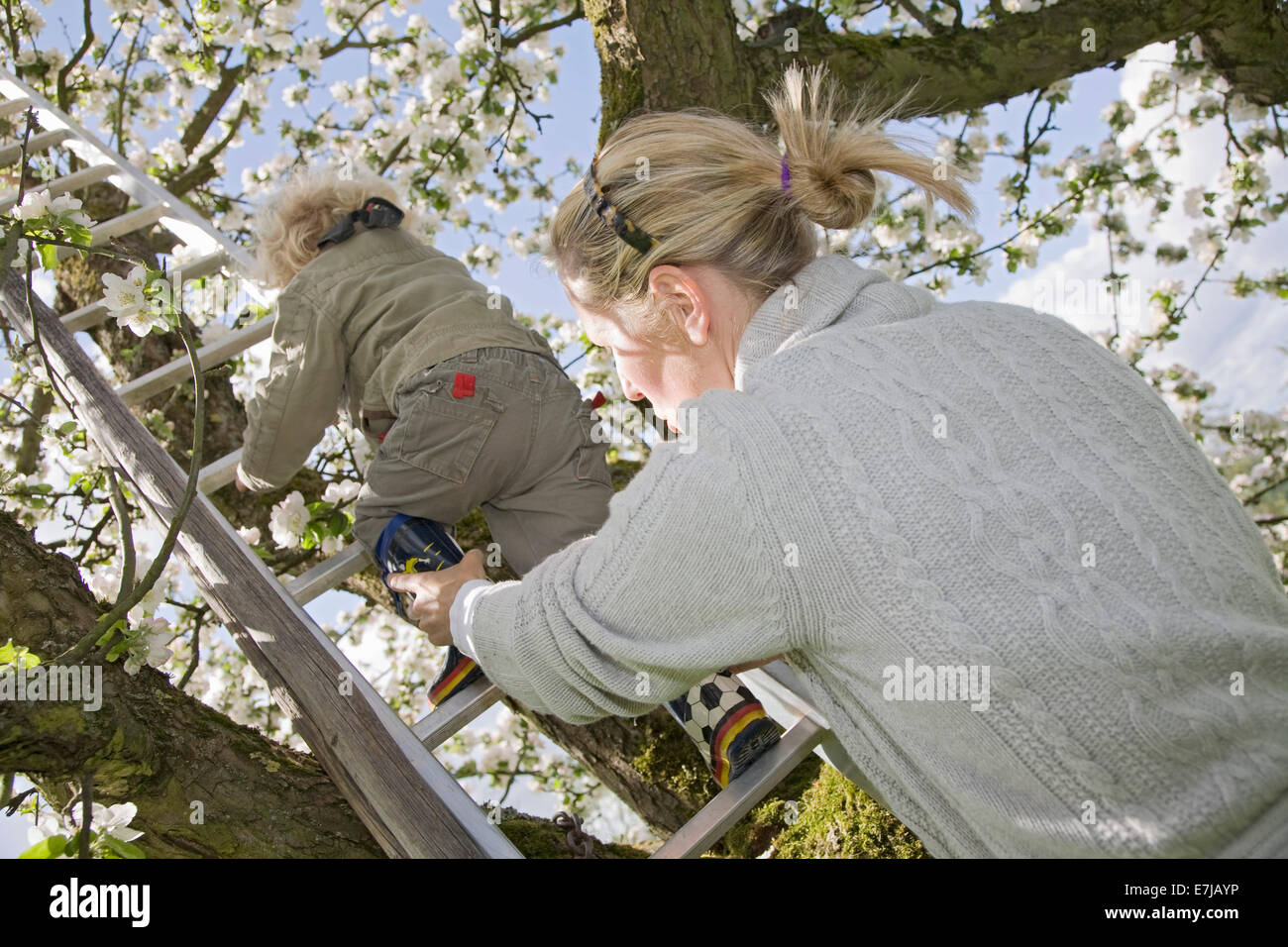 Mutter hilft ihrem Sohn, 3, eine Leiter zu einem blühenden Obstbaum Stockfoto