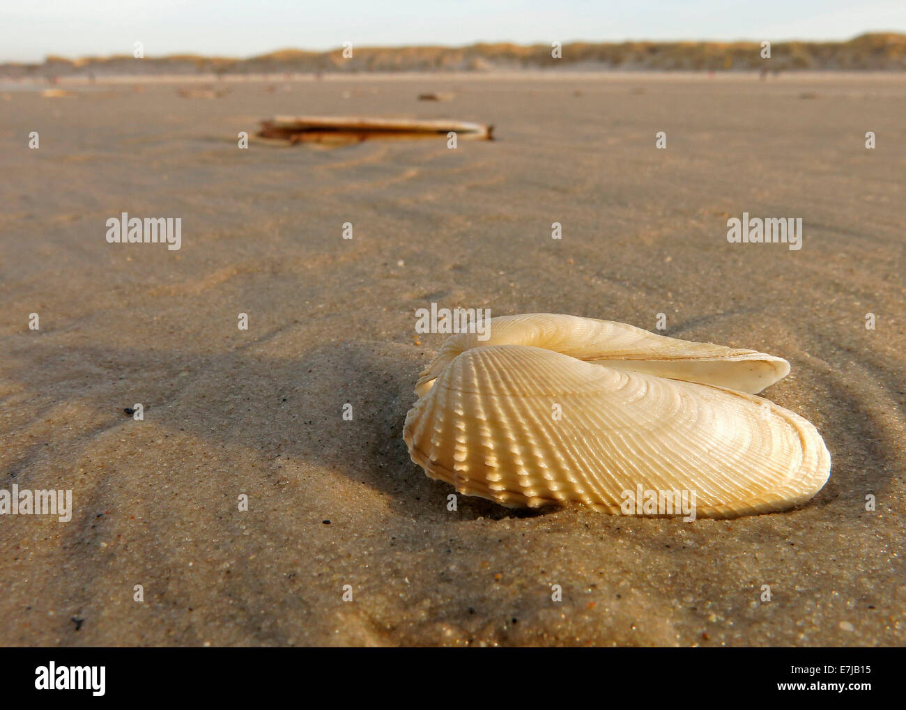 Falsche Angel Wing oder amerikanische Piddock (Petricola Pholadiformis), Amrum, Nordfriesischen Inseln, Schleswig-Holstein, Deutschland Stockfoto