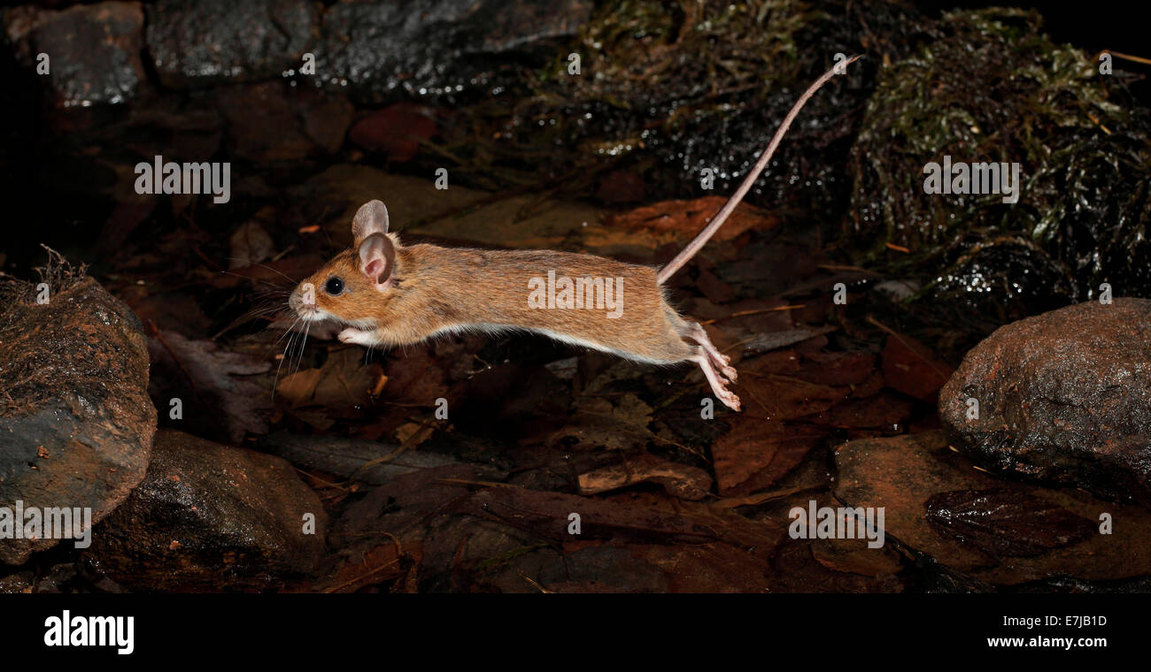 Gelb-necked Maus (Apodemus Flavicollis), springen, Hessen, Deutschland Stockfoto