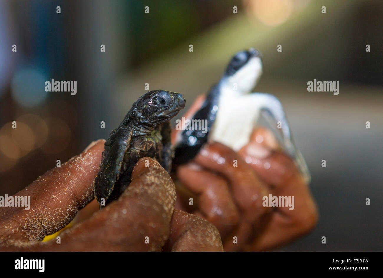 Junge Meeresschildkröten (Cheloniidae) in eine Zuchtstation in der Nähe von Kosgoda, Hegalla Piyagama Region südliche Provinz, Sri Lanka Stockfoto