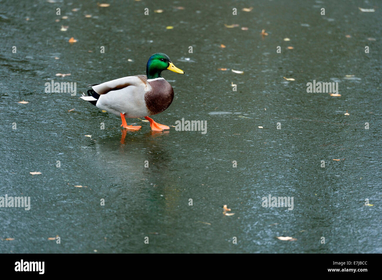 Stockente (Anas Platyrhynchos), Drake, zu Fuß auf dem Eis, Cham, Schweiz Stockfoto