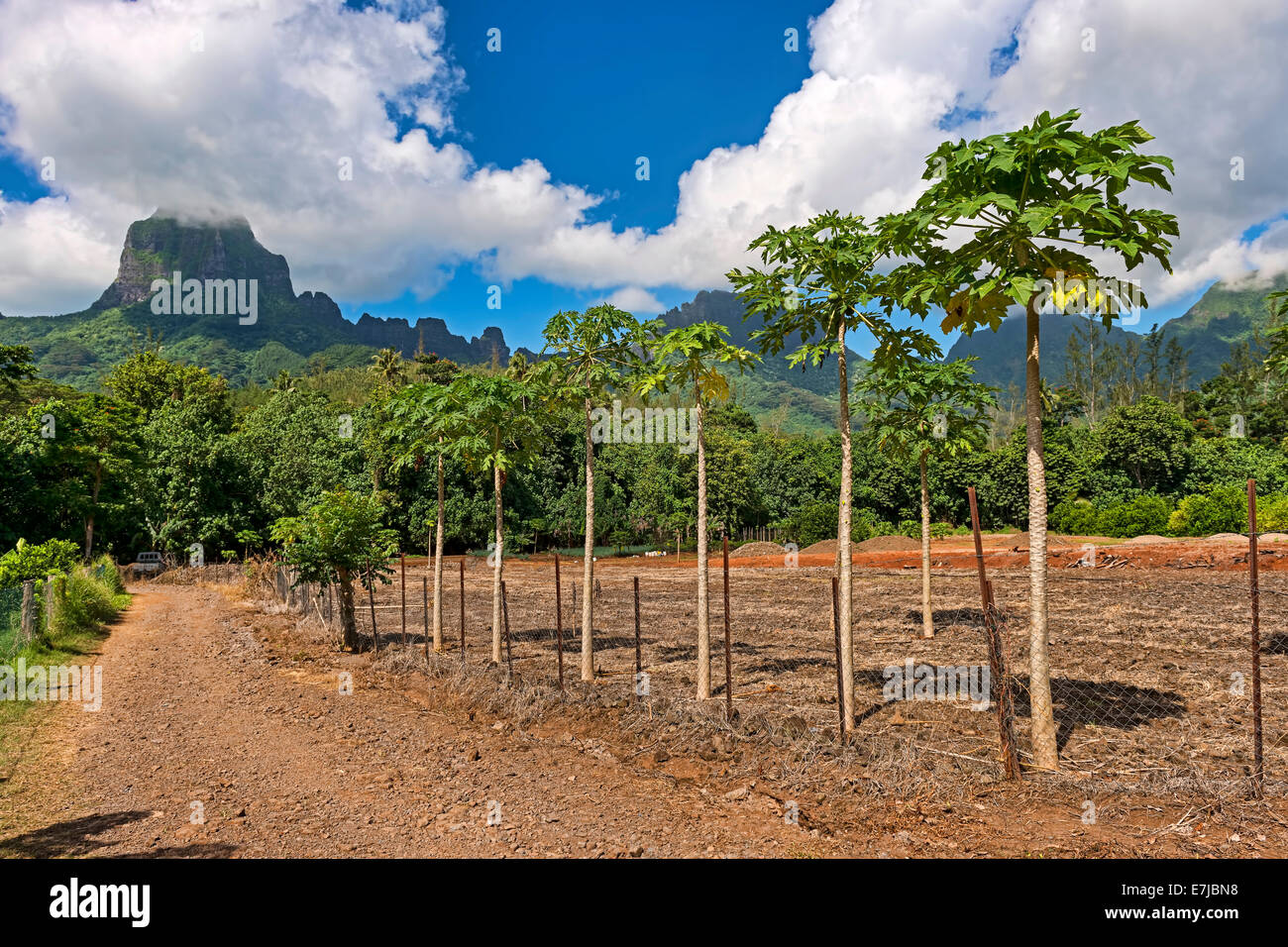 Papaya-Plantage, Mo &#39; Orea, Französisch-Polynesien Stockfoto