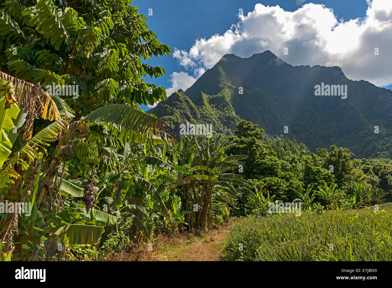 Bananenpflanzen, Mo &#39; Orea, Französisch-Polynesien Stockfoto