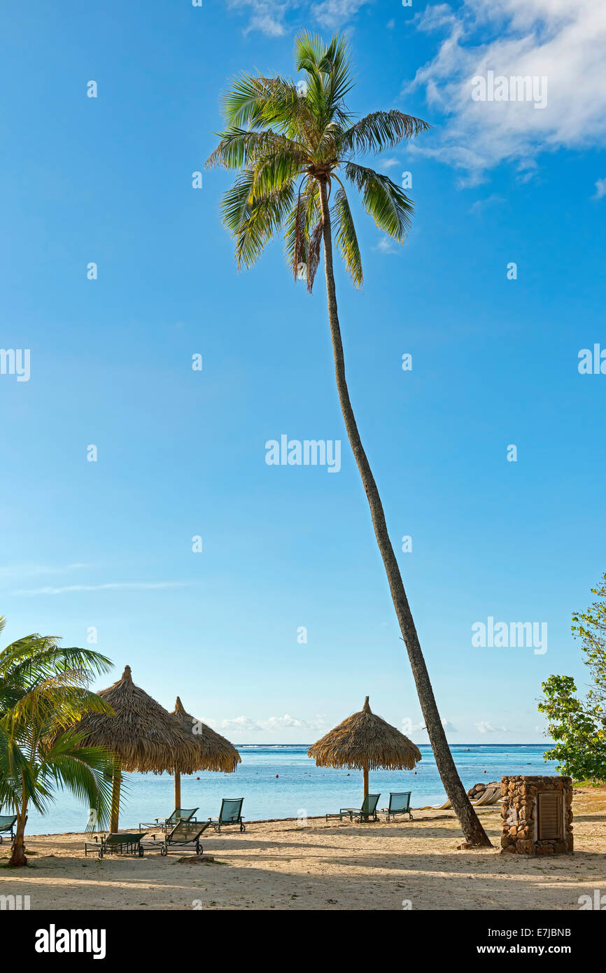 Strand mit einer großen Palmen Baum und Sonne Schirme, Mo'orea, Französisch-Polynesien Stockfoto