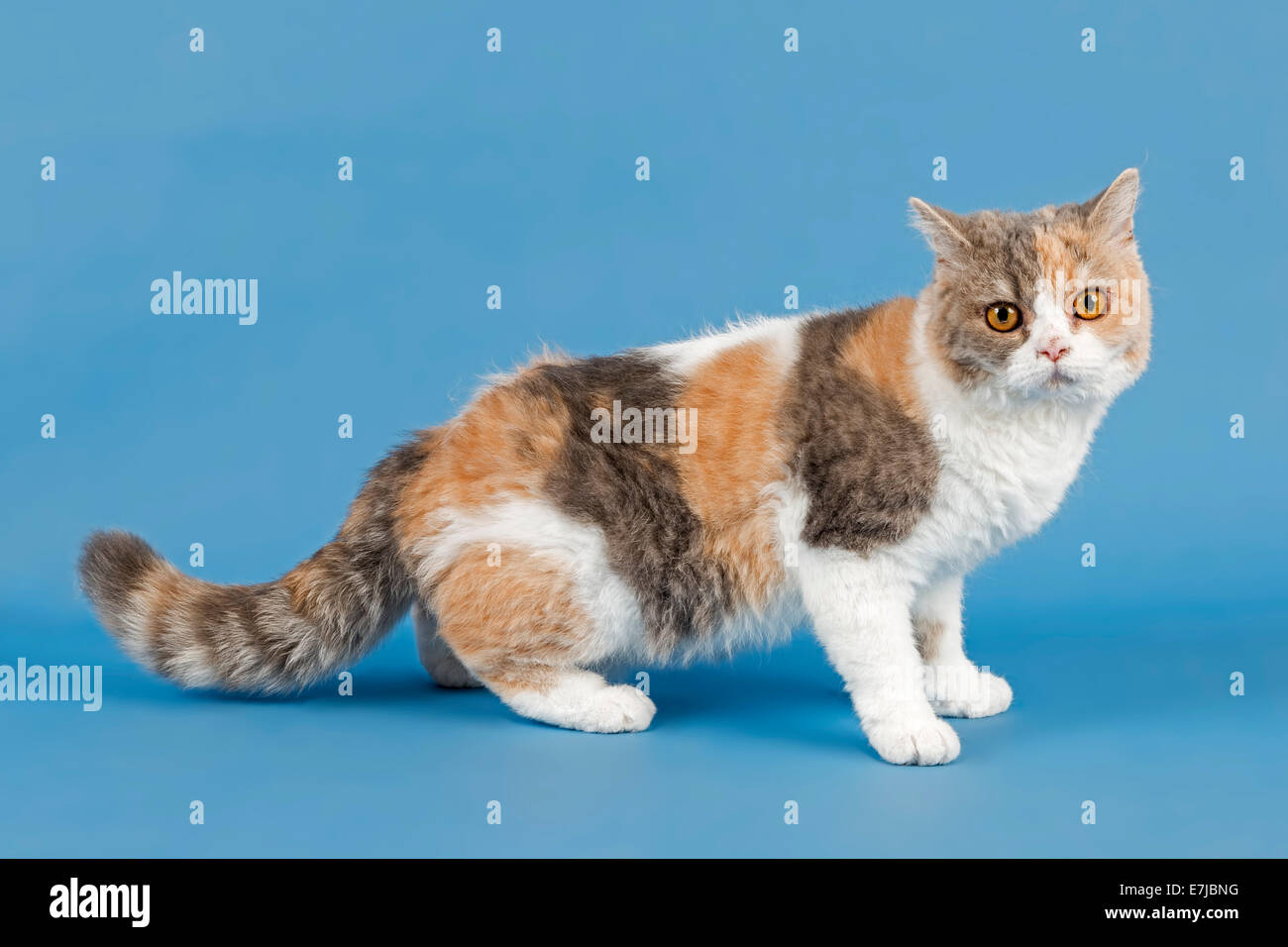 Selkirk Rex Katze, 1 Jahr, Farbe Blau Spotted Torbie White Stockfoto